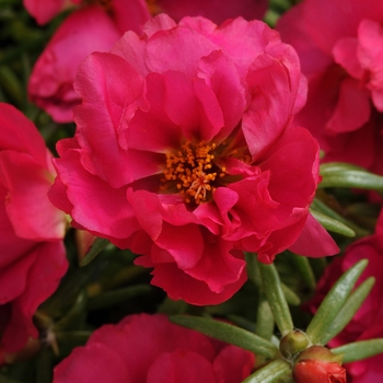 Portulaca grandiflora (Moss Rose, Purslane) - Happy Hour™ 'Fuchsia'