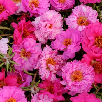 Portulaca grandiflora (Moss Rose, Purslane) - Happy Hour™ 'Pink Passion Mixture'