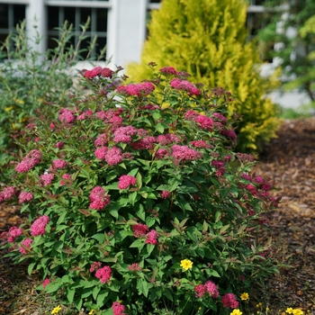 Spiraea (Spirea) - Double Play 'Doozie®' Spiraea (Spirea) - Double Play 'Doozie®'
