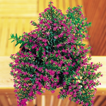 Cuphea hyssopifolia - Purple Mexican Heather