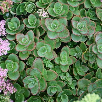 Sedum 'Lime Zinger' (Stonecrop) - Sunsparkler® Lime Zinger Sedum 'Lime Zinger' (Stonecrop) - Sunsparkler® Lime Zinger