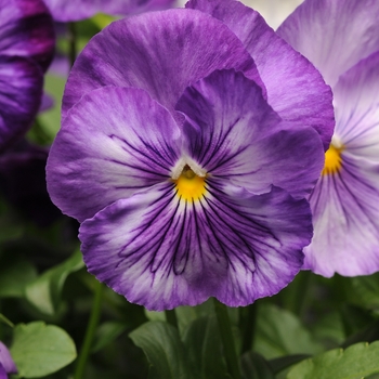 Viola x wittrockiana (Pansy) - Matrix® 'Lavender Shades' Viola x wittrockiana (Pansy) - Matrix® 'Lavender Shades'