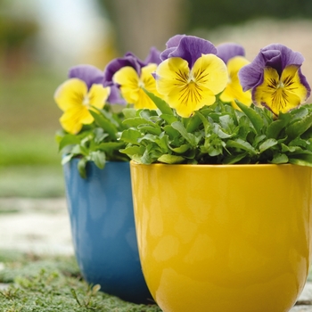 Viola x wittrockiana (Pansy) - Matrix® 'Morpheus Mix' Viola x wittrockiana (Pansy) - Matrix® 'Morpheus Mix'