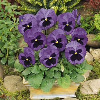 Viola x wittrockiana (Pansy) - Matrix® 'Ocean' Viola x wittrockiana (Pansy) - Matrix® 'Ocean'