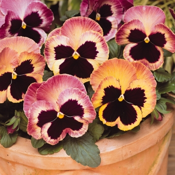 Viola x wittrockiana (Pansy) - Matrix® 'Sunrise' Viola x wittrockiana (Pansy) - Matrix® 'Sunrise'