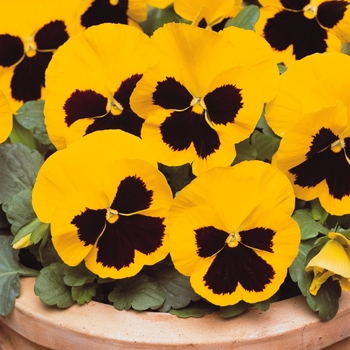 Viola x wittrockiana (Pansy) - Matrix® 'Yellow Blotch' Viola x wittrockiana (Pansy) - Matrix® 'Yellow Blotch'