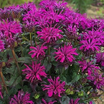 Monarda didyma 'Rockin' Raspberry' (Bee Balm, Bergamot) - Sugar Buzz® Rockin' Raspberry Monarda didyma 'Rockin' Raspberry' (Bee Balm, Bergamot) - Sugar Buzz® Rockin' Raspberry