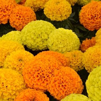 Tagetes erecta (African Marigold) - Taishan® 'Mix' Tagetes erecta (African Marigold) - Taishan® 'Mix'