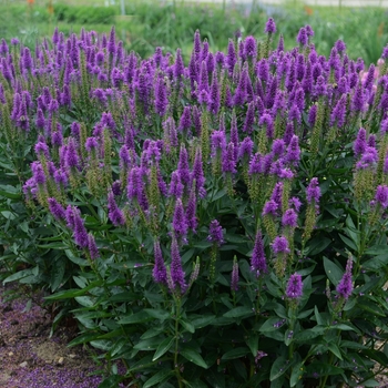 Veronica longifolia 'Very Van Gogh' PP27428 (Speedwell) - Very Van Gogh Speedwell