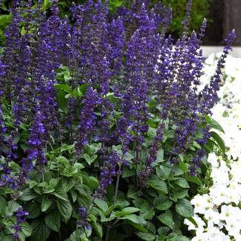 Salvia longispicata x farinacea - 'Big Blue' Sage Salvia longispicata x farinacea - 'Big Blue' Sage