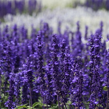 Salvia farinacea - 'Victoria Blue' Mealycup Sage Salvia farinacea - 'Victoria Blue' Mealycup Sage