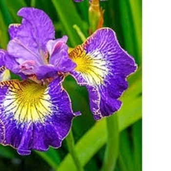 Iris sibirica - 'How Audacious' Siberian Iris