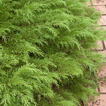 Microbiota decussata - 'Celtic Pride®' Siberian Cypress