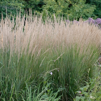 Calamagrostis acutiflora 'Karl Foerster' (Feather Reed Grass) - Karl Foerster Feather Reed Grass