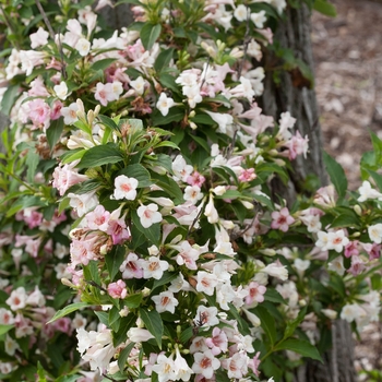 weigela florida - Sonic Bloom® 'Pearl' weigela florida - Sonic Bloom® 'Pearl'