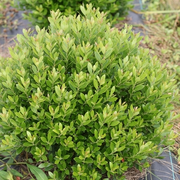 Ilex glabra - 'Strongbox®' Inkberry Holly Ilex glabra - 'Strongbox®' Inkberry Holly
