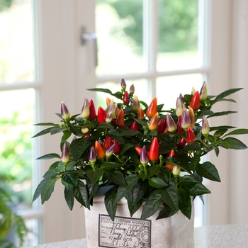 Capsicum annuum (Ornamental Pepper) - Acapulco® Multicolor Capsicum annuum (Ornamental Pepper) - Acapulco® Multicolor