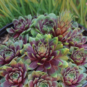 Sempervivum 'Ruby Heart' (Hen and Chicks) - Chick Charms® Ruby Heart