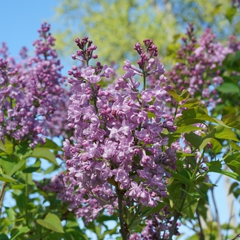 Syringa x hyacinthiflora (Lilac) - Scentara® 'Double Blue' Syringa x hyacinthiflora (Lilac) - Scentara® 'Double Blue'