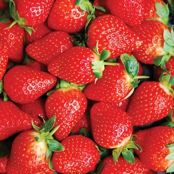 Fragaria x ananassa - 'Honeoye' Strawberry Fragaria x ananassa - 'Honeoye' Strawberry