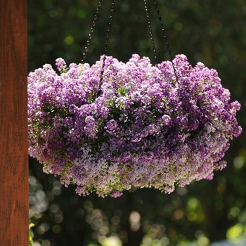 Lobularia maritima (Alyssum) - Clear Crystal® Lavender Shades Lobularia maritima (Alyssum) - Clear Crystal® Lavender Shades
