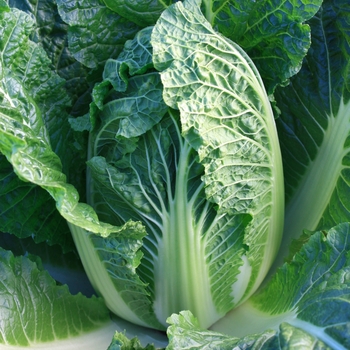 Brassica - 'China King' Chinese Cabbage Brassica - 'China King' Chinese Cabbage