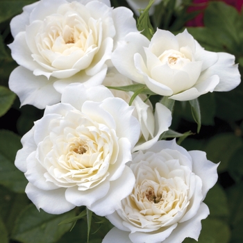 Rosa (Rose) - Sunblaze® Bridal