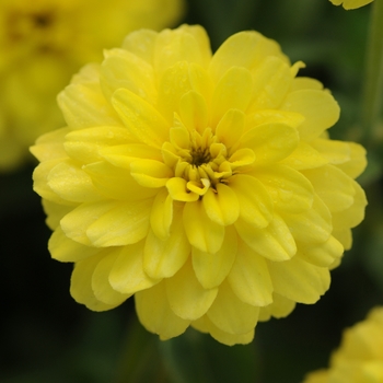 Zinnia marylandica - Double Zahara™ 'Yellow' Zinnia marylandica - Double Zahara™ 'Yellow'