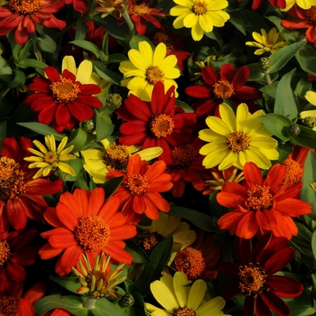 Zinnia marylandica - Zahara® 'Bonfire Mix' Zinnia marylandica - Zahara® 'Bonfire Mix'