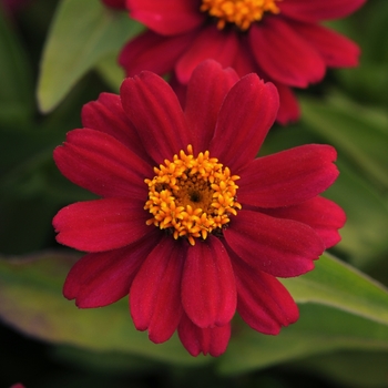 Zinnia marylandica - Zahara® 'Cherry'