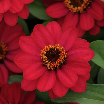 Zinnia marylandica - Zahara® 'Raspberry' Zinnia marylandica - Zahara® 'Raspberry'
