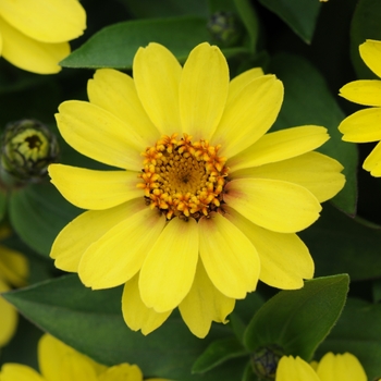 Zinnia marylandica - Zahara® 'Yellow Improved'