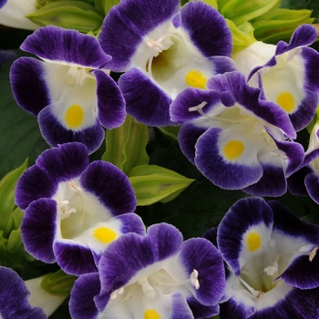 Torenia fournieri - 'Kauai Blue & White' Wishbone Flower Torenia fournieri - 'Kauai Blue & White' Wishbone Flower