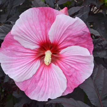 Hibiscus 'Starry Starry Night' (Rose Mallow) - Starry Starry Night Rose Mallow