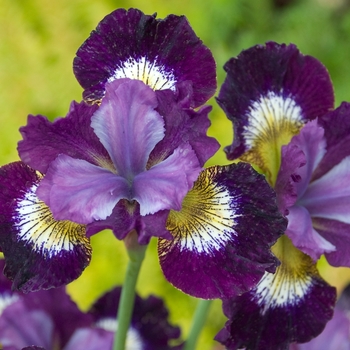 Iris sibirica 'Contrast in Styles' (Siberian Iris) - Contrast in Styles Siberian Iris