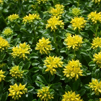 Sedum kamtschaticum 'Little Miss Sunshine' PP30039 (Stonecrop) - Little Miss Sunshine Stonecrop