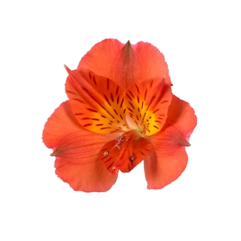 Alstroemeria (Peruvian Lily) - Colorita® 'Amina®'