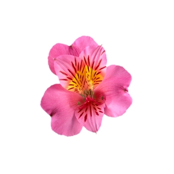 Alstroemeria (Peruvian Lily) - Colorita® 'Eliane®'