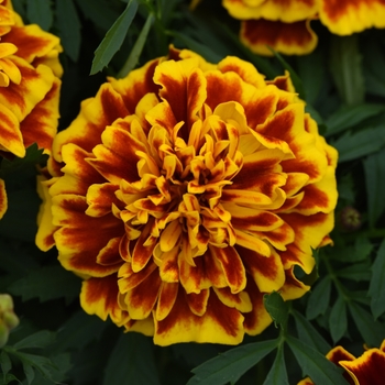 Tagetes patula (French Marigold) - Bonanza 'Bee' Tagetes patula (French Marigold) - Bonanza 'Bee'