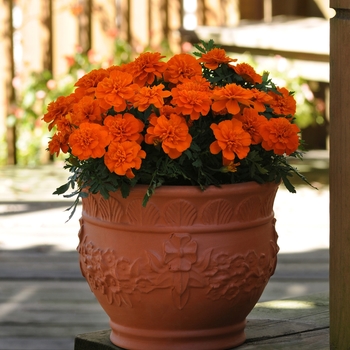 Tagetes patula (French Marigold) - Bonanza 'Deep Orange' Tagetes patula (French Marigold) - Bonanza 'Deep Orange'