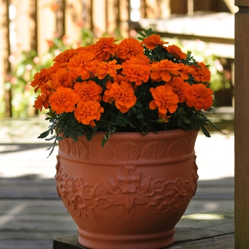 Tagetes patula (French Marigold) - Bonanza 'Deep Orange'