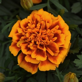 Tagetes patula (French Marigold) - Bonanza 'Flame'