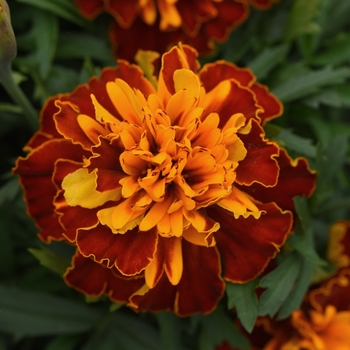 Tagetes patula (French Marigold) - Bonanza 'Harmony'