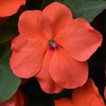Impatiens walleriana - Beacon™ 'Salmon' Impatiens walleriana - Beacon™ 'Salmon'