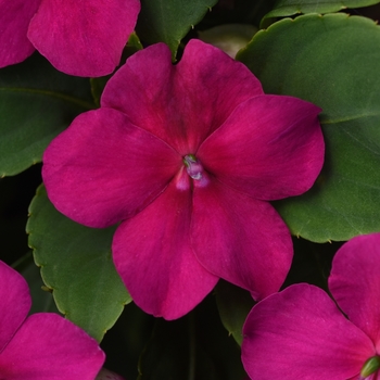 Impatiens walleriana - Beacon™ 'Violet Shades'