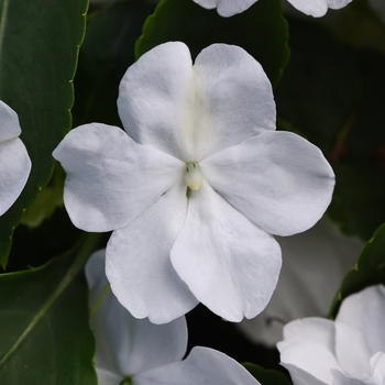 Impatiens walleriana - Beacon™ 'White' Impatiens walleriana - Beacon™ 'White'