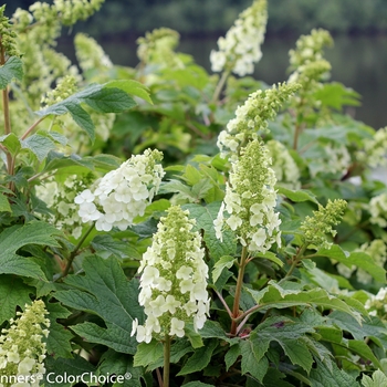 Hydrangea quercifolia - 'Gatsby Gal®' Oakleaf Hydrangea Hydrangea quercifolia - 'Gatsby Gal®' Oakleaf Hydrangea