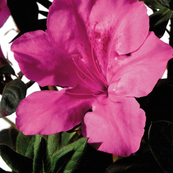 Rhododendron (Azalea) - Encore® 'Autumn Sangria®'