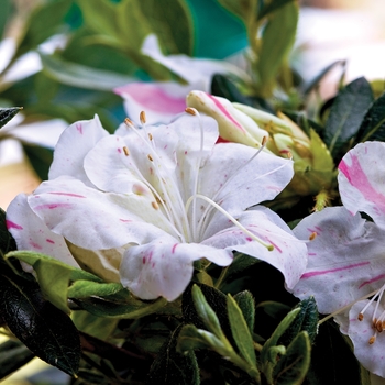Rhododendron (Azalea) - Encore® 'Autumn Starlite®'