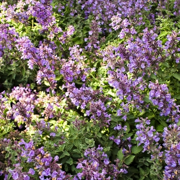 Nepeta x faassenii 'Cat's Meow' PP24472, Can 5098 (Catmint) - Cat's Meow Catmint